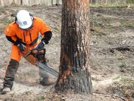 Спил деревьев, выкарчевка пней 